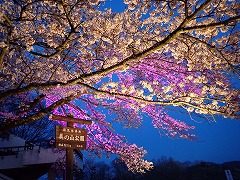 ライトアップされる公園入口のソメイヨシノと美の山公園看板