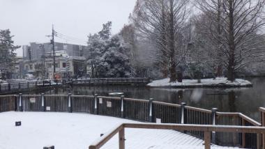 白鳥池雪