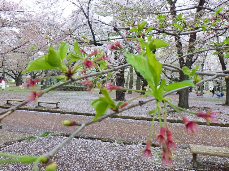 葉桜