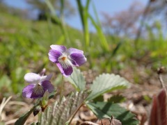 紫と白色の花のニオイタチツボスミレ