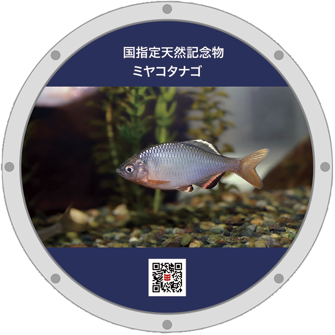ミヤコタナゴ