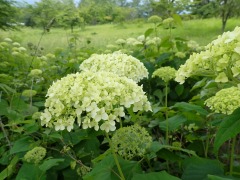 蕾が白くふくらんできたアナベル