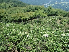 東展望台から見たアジサイの全体の様子。