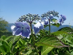 暑さで萎れかけている水色のガクアジサイ。