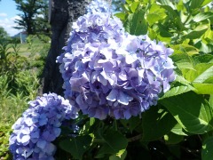 大きくなったアジサイの花