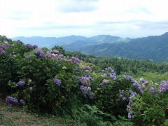 山々とアジサイ