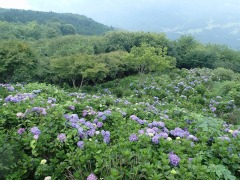 一面薄紫色の紫陽花の写真。薄曇り。