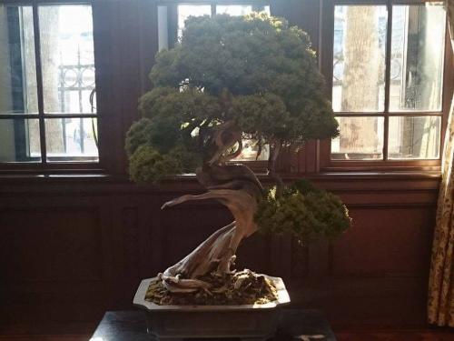 bonsai