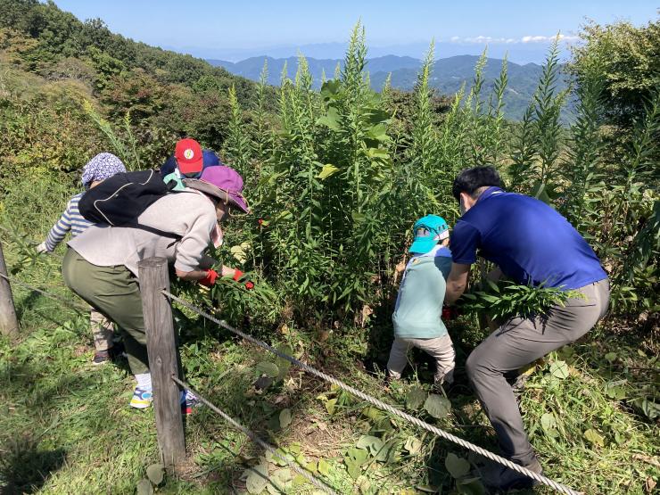 外来植物の除草作業