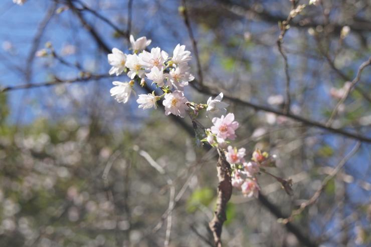 満開の冬桜