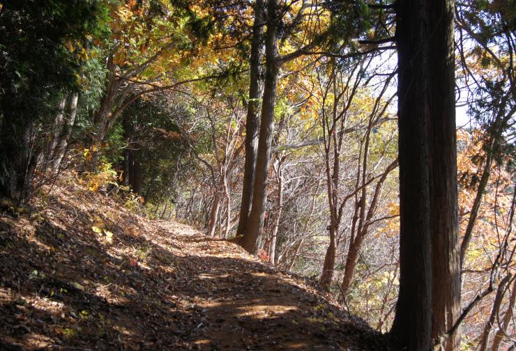 登山道沿いの紅葉する樹々