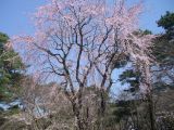 シダレ桜