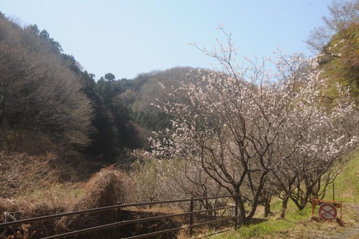 登山道