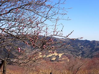 つぼみが色づき始めたハナモモの全景写真