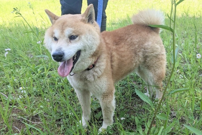 保護犬のまるちゃんの写真