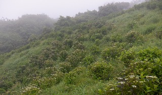 斜面いっぱいのアジサイのつぼみ、雨でうっすら靄がかかっている