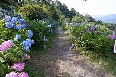 アジサイの遊歩道。両側に色とりどりのアジサイ。