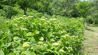 アジサイ園地にある、遊歩道沿いに植わっているアジサイの株