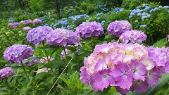 花弁の縁がギザギザした華やかな赤紫色のアジサイ。背景には様々なアジサイが咲いている。