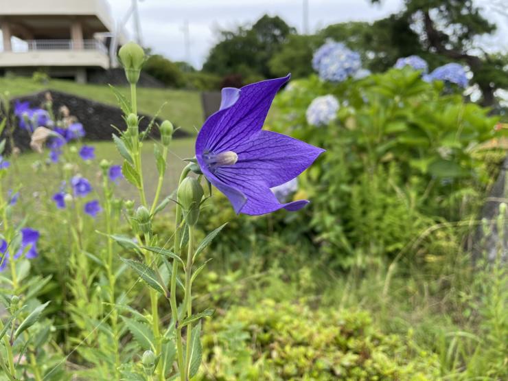 キキョウ。紫色の花が開花している。