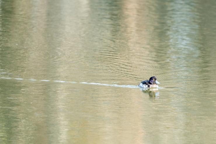 水鳥調査021004