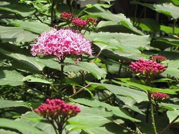 ボタンクサギの花