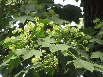 ハリギリの花序