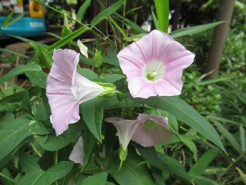 ヒルガオの花