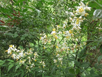 マンリョウの花