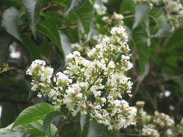 シマサルスベリの花