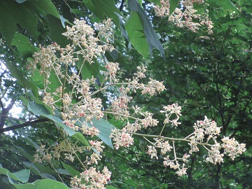 開花が進んだアオギリ