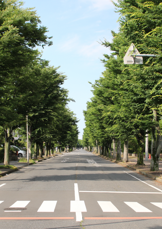 けやき通り（久喜市）