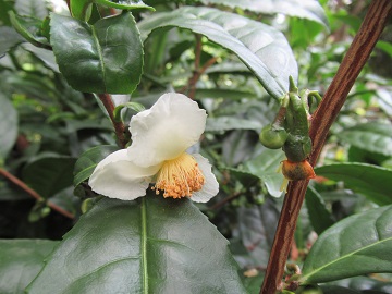 お茶の花