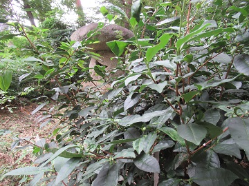 石灯籠を背景に