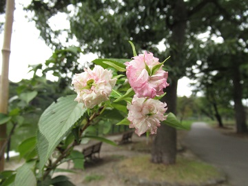 コウカザクラの花