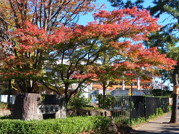 紅葉が進むヤマモミジ