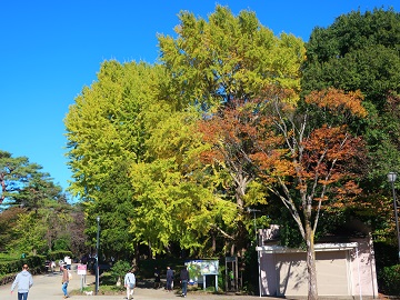 色づき始めたイチョウ