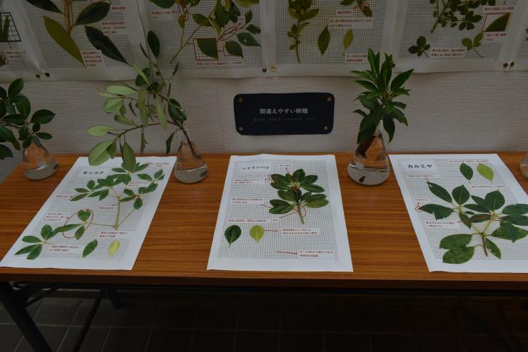 樹種見分け方展示_机上