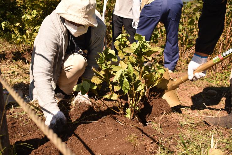 アジサイの植栽を行う参加者