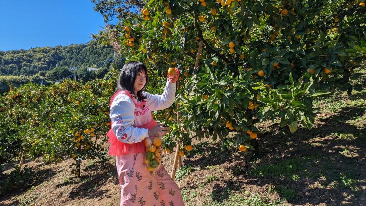 寄居町でみかん狩りをするアンゴラ村長の写真