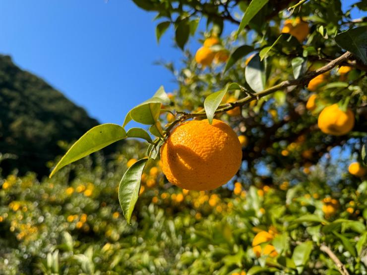 毛呂山町のゆずが実っている様子