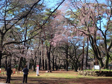 咲き始めた枝垂れ桜