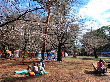 雨のち桜