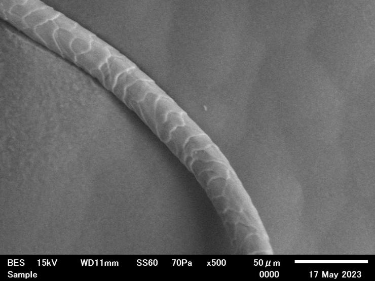 羊毛繊維を500倍拡大した写真