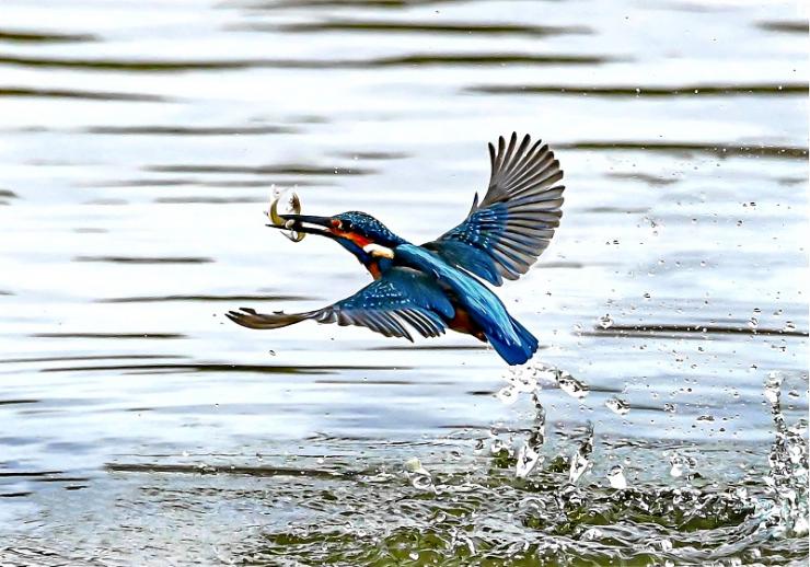 写真：食事をゲット