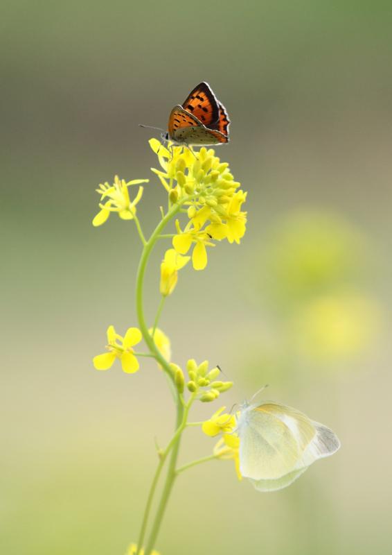 菜の花に2種類の蝶が止まっている写真