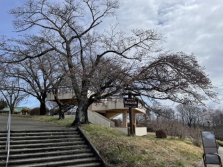 美の山公園入口の標本木の状況。開花し始めの様子。