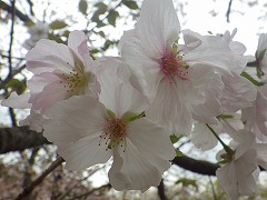 マザクラ。白色で花弁がおおきい。