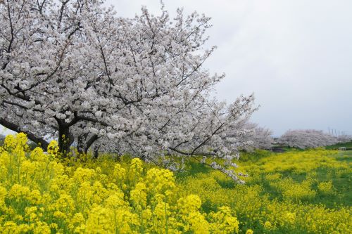 堤調節池運動公園