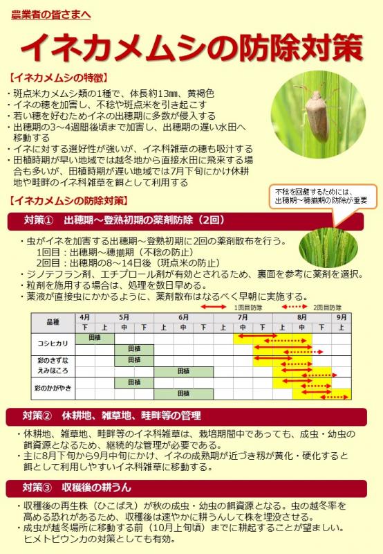 0804イネカメムシの防除対策